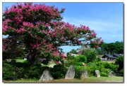 배롱나무가 있는 풍경1.jpg
