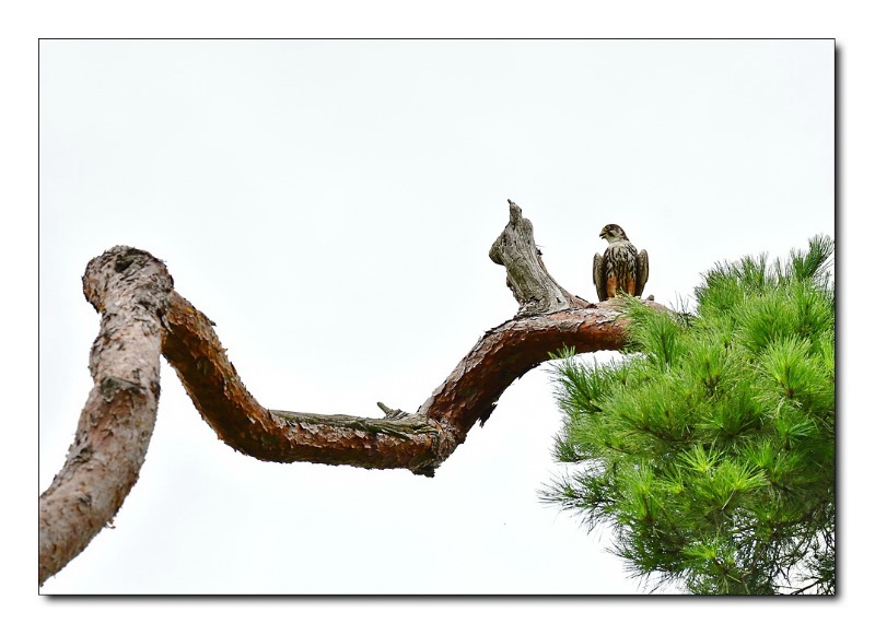 조화(새와 소나무).jpg