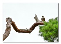 조화(새와 소나무).jpg