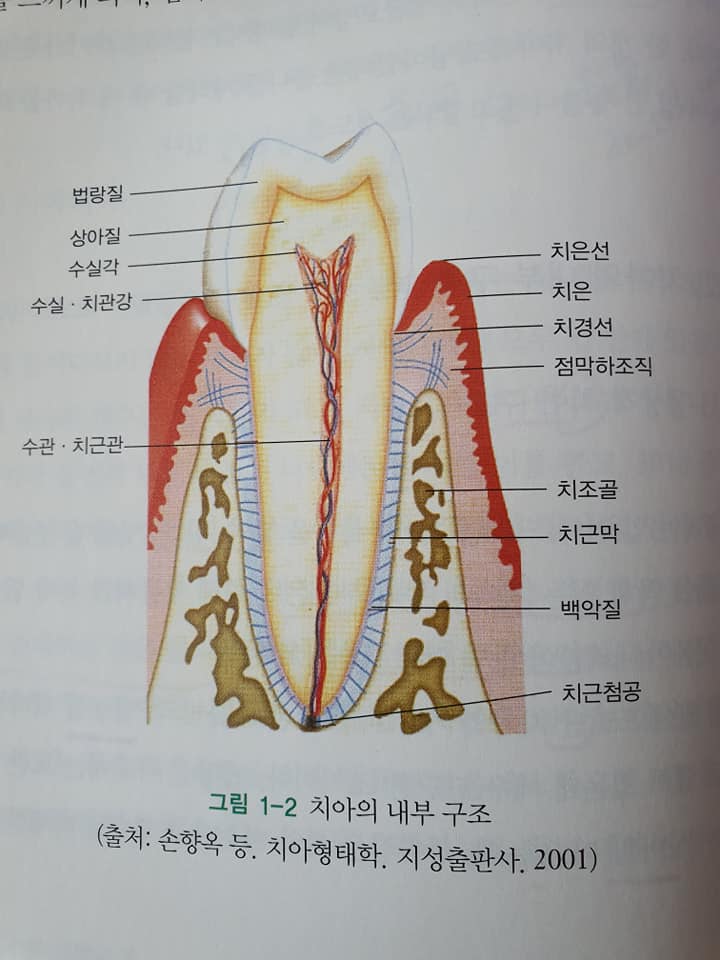 치과 임플란트1.jpg